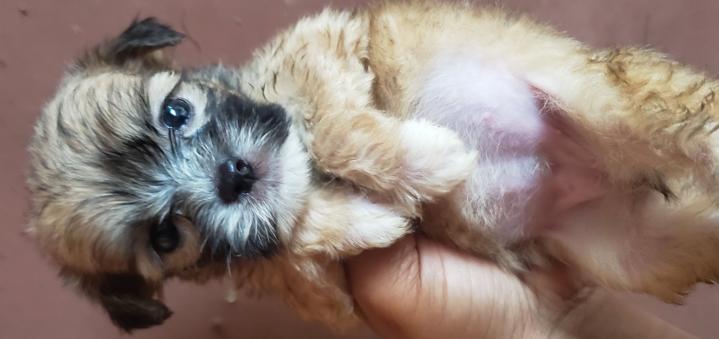 Lhasa Apso Puppies is available at Efritin