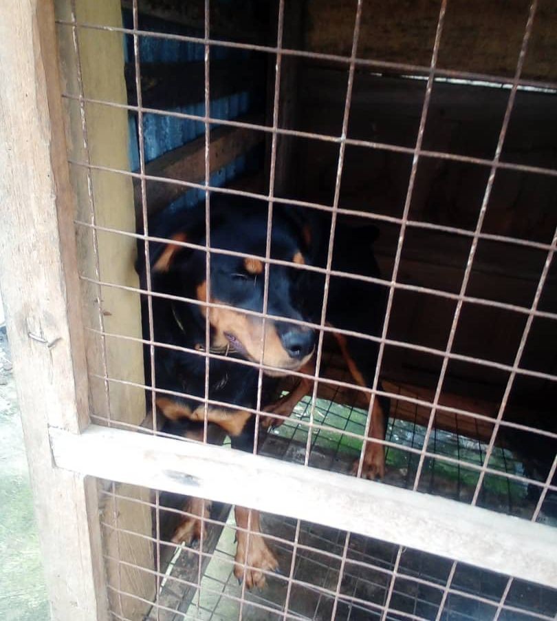 Pure Breed 10 Month Female Rottweiler is available at Efritin
