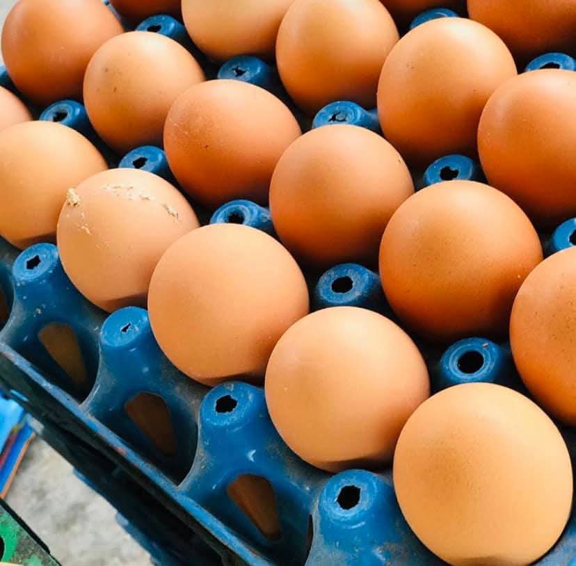 Fresh eggs supply is available at Efritin