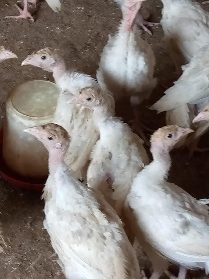 6Weeks Old Foreign Turkey is available at Efritin